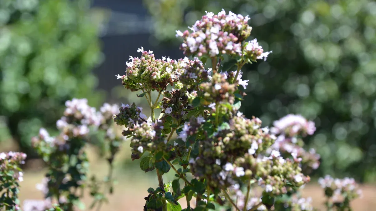 What is the oil of oregano good for?