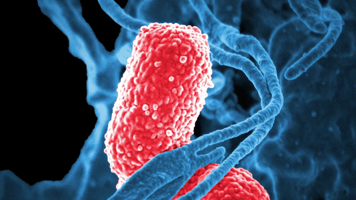 Understanding h. pylori