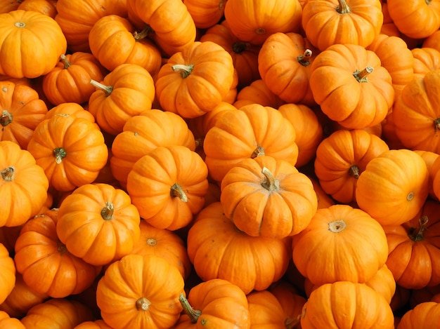 pumpkin powder
