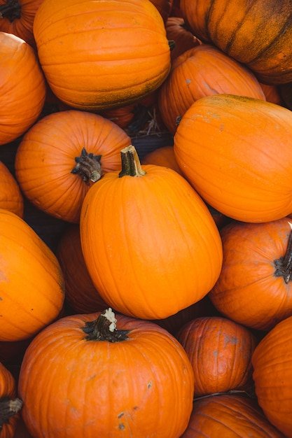 pumpkin powder