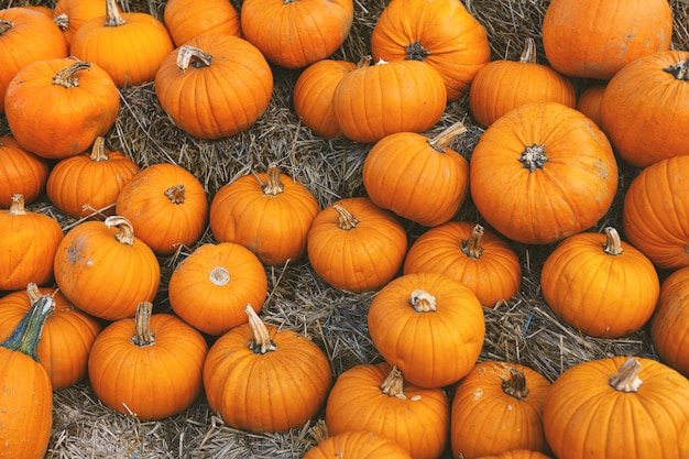 pumpkin powder